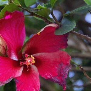 🌺Hibiscus Flower not for sale